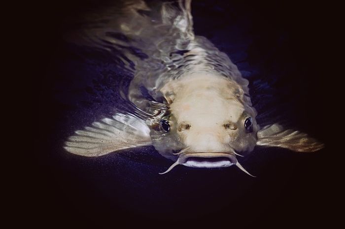 ♏ Mimpi melihat ikan besar togel
