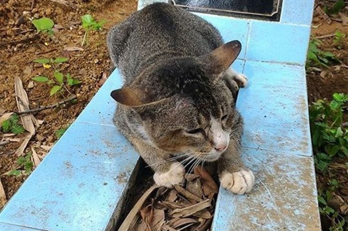 Kok Kita Jarang Melihat Bangkai Kucing yang Mati, Benarkah Ia