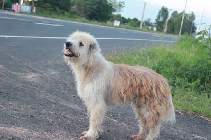 Kisah Sedih Mirip Hachiko Anjing Ini Setia Menunggu Pemiliknya