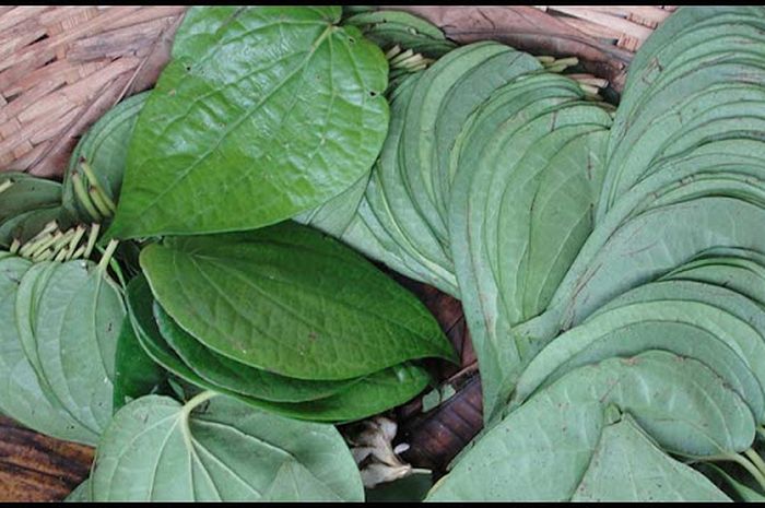 Minum Air Campuran Daun Sirih Untuk Manjakan Percernaan Anda Simak Manfaat Lainnya Dan Cara Membuat Ramuan Ini Semua Halaman Intisari