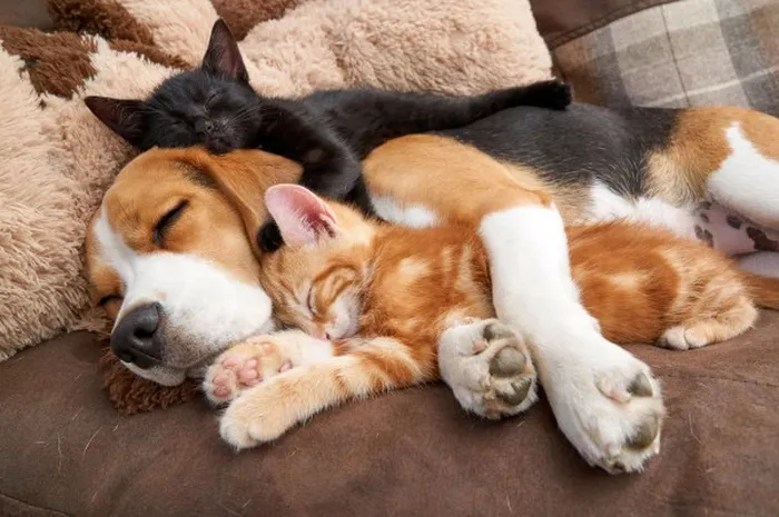 Siapa Bilang Kucing Dan Anjing Selalu Berkelahi Foto Foto Ini