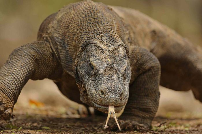 10100+ Gambar Ilustrasi Hewan Komodo HD Terbaik