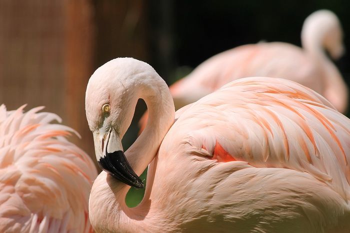 Flamingo Juga Menyusui Anaknya, Apakah Flamingo Punya Kelenjar Susu? Bobo