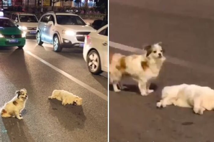 Mengharukan Anjing Setia Ini Rela Bertahan Di Jalanan Yang Sibuk