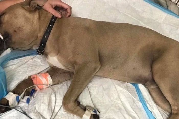 Dikenal Sebagai Anjing Paling Setia Seekor Pitbull Relakan