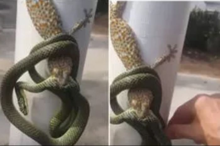 Ular vs Tokek