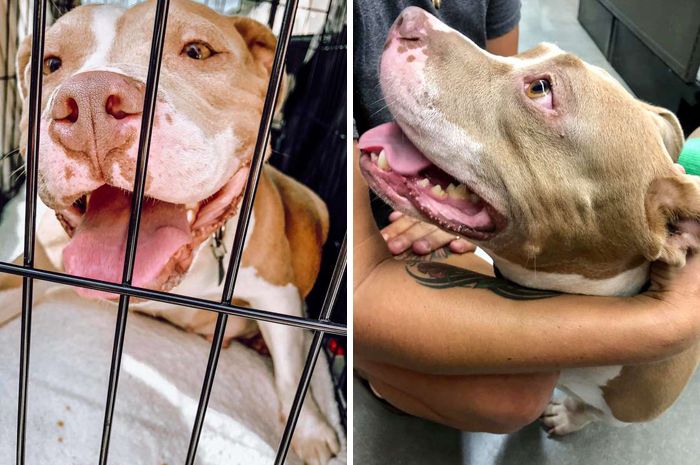 Beda Dengan Kebiasaaannya Lihat Tingkah Lucu Anjing Pittbull Yang