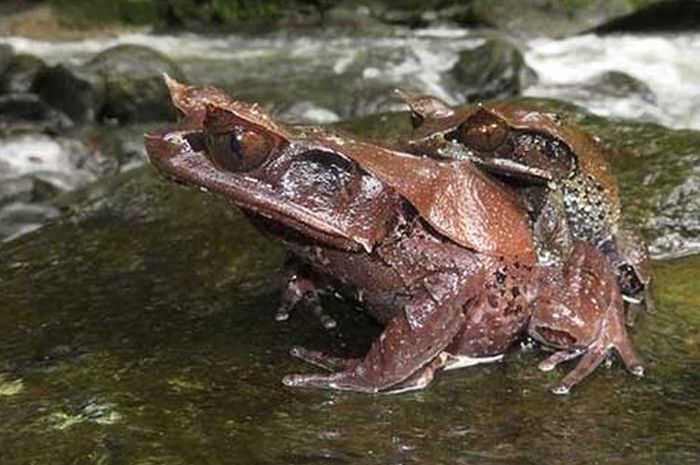  Katak  Tanduk Spesies Baru yang Ditemukan di Hutan 