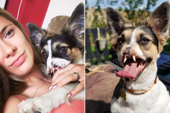 Hampir Disuntik Mati Karena Tak Ada Yang Adopsi Anjing Tanpa