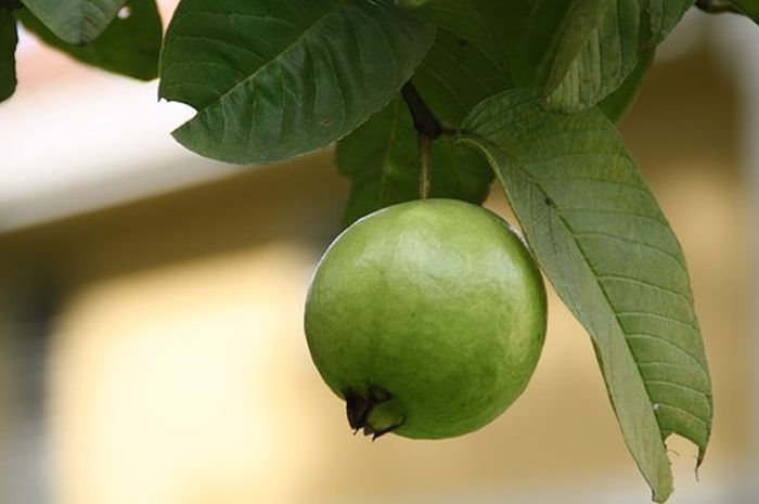 Daun jambu biji dapat menurunkan berat badan pasca melahirkan.