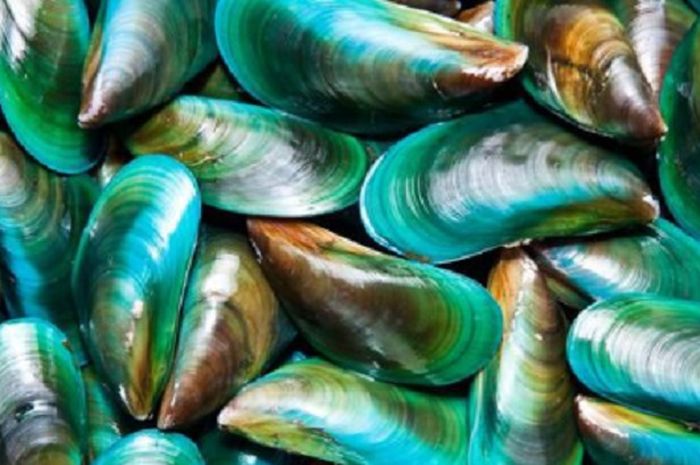 Ilustrasi Kerang Hijau.