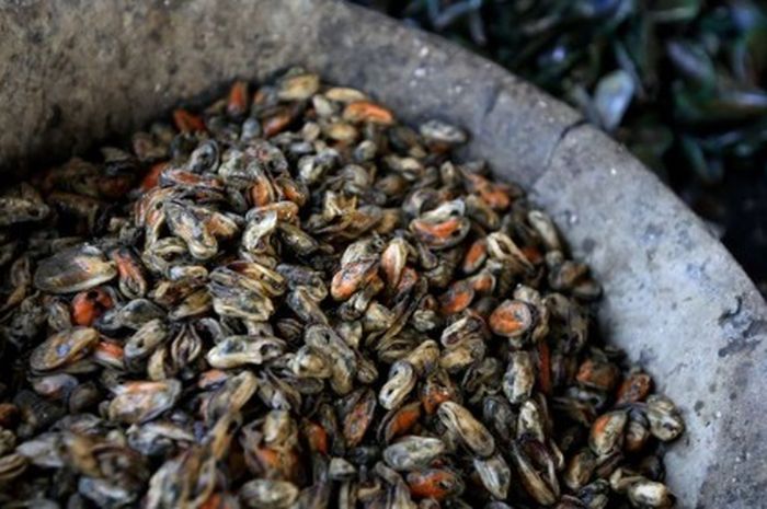 Kerang hijau dari Teluk Jakarta.