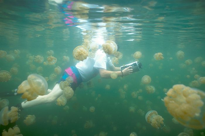 Ingin Snorkeling Bersama Jutaan UburUbur? Di Sini Tempatnya Bobo