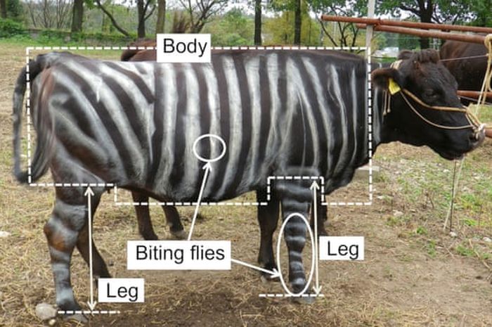 Sengaja Ubah Sapi Jadi Zebra Menurut Ahli Ternyata Terbukti Ampuh