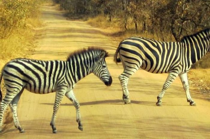 Sengaja Mengubah Sapi Jadi Zebra Menurut Ahli Ternyata Terbukti