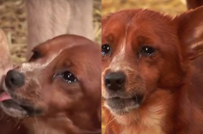 76 Contoh Kolase Anjing HD Terbaik