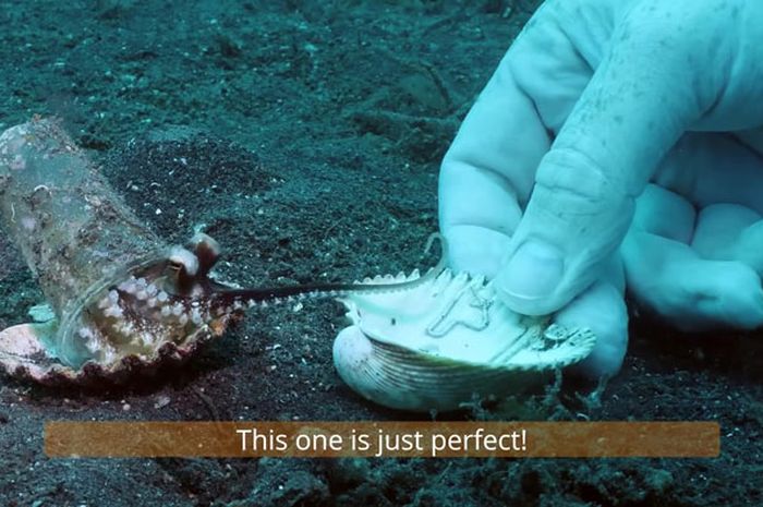 Gurita di Laut Indonesia Ini Membawa Sampah Plastik, Penyelam Mencoba
