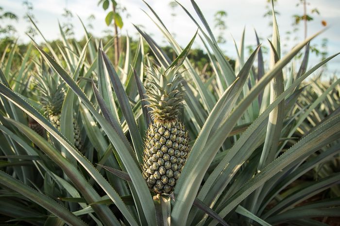 Tidak Hanya Buahnya Ternyata Daun  Tanaman Nanas  Juga 