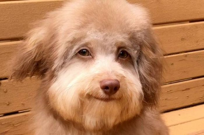 Imut Banget Viral Anjing Ini Punya Mata Dan Bibir Mirip Manusia