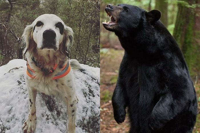 Demi Selamatkan Pemiliknya Dan Anjing Anjing Lain Dari Serangan