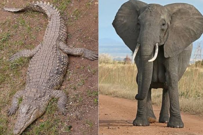 60 Cara Membuat Kolase Gambar Gajah Gratis Terbaru