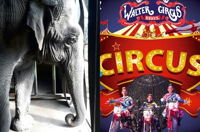 7800 Koleksi Kolase Binatang Gajah Terbaru