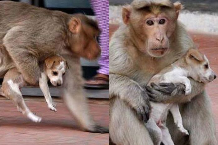 Bukti Jalinan Kasih Sayang yang Begitu Kuat: Monyet dan Anjing Ini