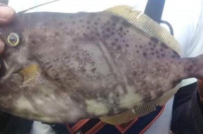 Temuan Ikan Tatu Bodo Yang Tubuhnya Bertuliskan Ambon Dan Maluku