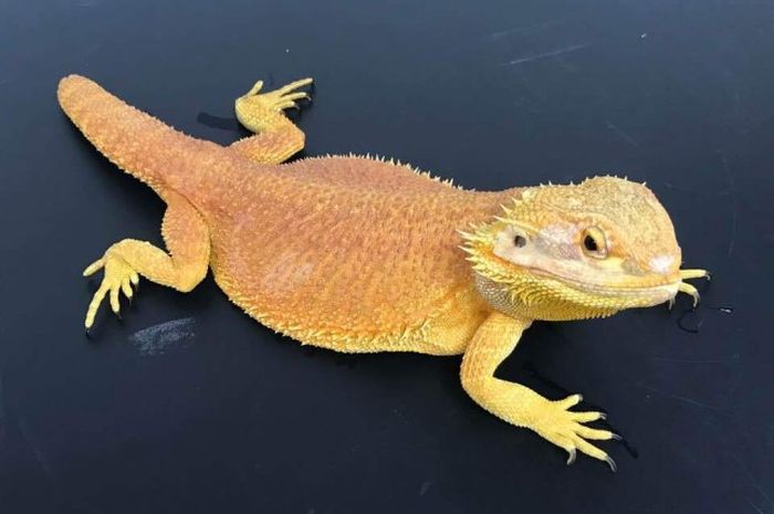 Sering Diabaikan Karena Dianggap Jelek Stumpy Si Naga Berjanggut