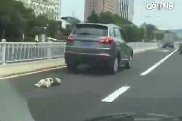 anjing diseret mobil
