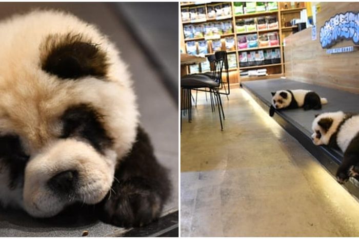 Hadirkan Anjing Yang Dicat Menjadi Panda Kafe Di China Ini