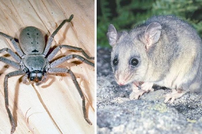 Bobol Masuk dan AcakAcak Kantor Peneliti, Possum Ini Malah Buat