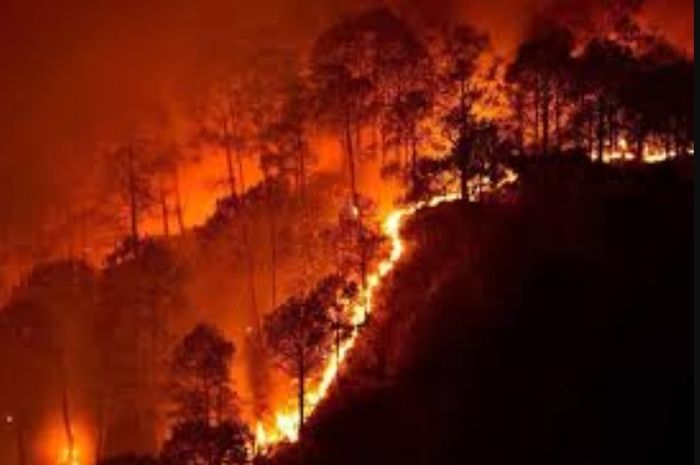 Bukan Sekadar Udara Bertambah Panas Faktanya Dampak Kerusakan Hutan 600 Kali Lebih Menakutkan Dari Yang Dibayangkan Bom Waktu Pun Siap Meledak Semua Halaman Intisari Bukan Sekadar Udara Bertambah Panas Faktanya Dampak Kerusakan Hutan 600 Kali Lebih Menakutkan Dari Yang Dibayangkan Bom Waktu Pun Siap Meledak Semua Halaman Intisari