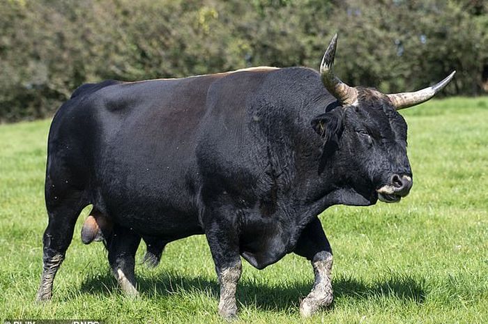 Sedih Negaranya Kekurangan Hewan Liar Peternak Ini Nekat Hidupkan