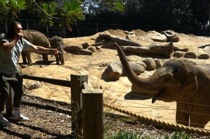 41 Koleksi Gambar Binatang Telinga Gajah Gratis