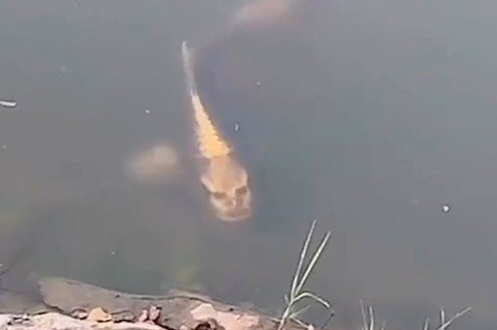 Ikan Berwajah Manusia Menghebohkan Internet Ternyata Seperti Ini