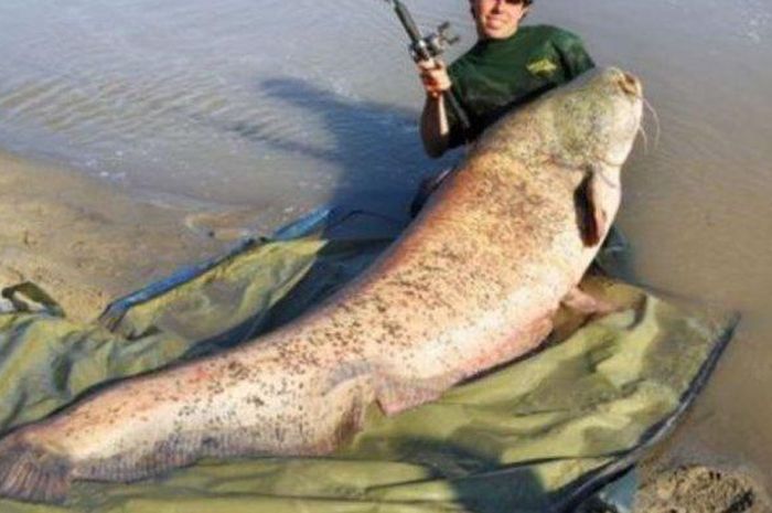Nelayan Tangkap Ikan Raksasa Langka Setinggi Orang Dewasa Berat 90 Kg