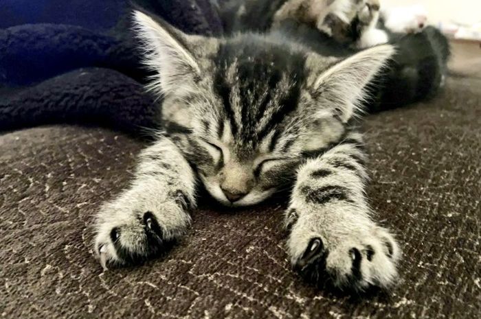 91 Koleksi Gambar Kepala Hewan Yang Mudah HD Terbaik