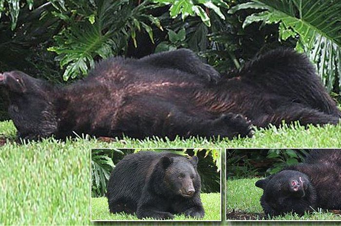 Habiskan 9 Kilogram Makanan Anjing Yang Dicurinya Beruang Ini