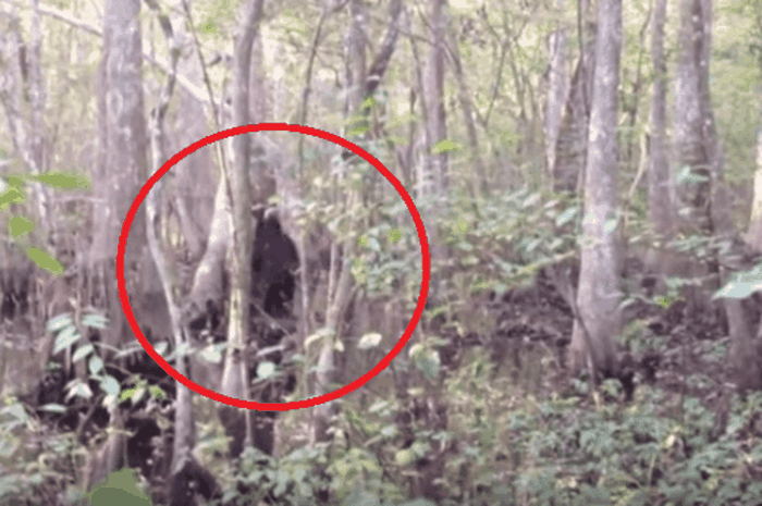 Kerjaannya Mengintai Manusia Dari Dalam Hutan Rimba Inilah Asal