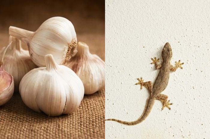 4 Bumbu Dapur Ini Bisa Usir Hewan Menjijikan yang Nempel di Tembok
