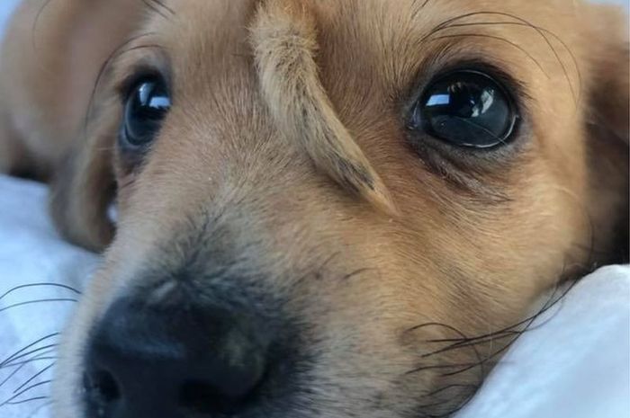 Punya Ekor Tambahan Di Kepalanya Anjing Ini Justru Bikin 17 Ribu