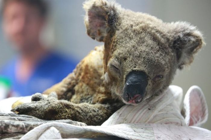 Jadi Pahlawan Anjing Ini Berhasil Selamatkan Koala Dari Kebakaran