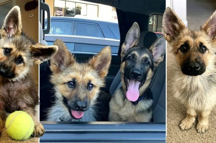 Tubuhnya Tak Berubah Sesuai Usianya Pemilik Anjing Ini Heran