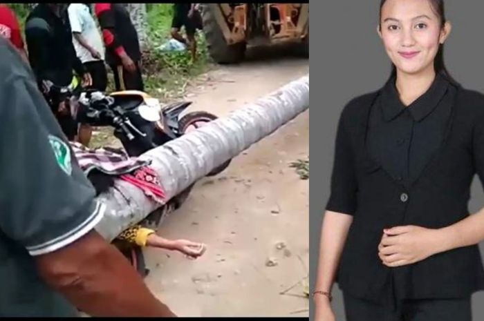 Amira Amir tewas tertimpa pohon kelapa (Kolase Kompas.com & Tribunmamuju.com)