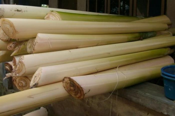 Ternyata batang pohon pisang bermanfaat untuk  kesehatan