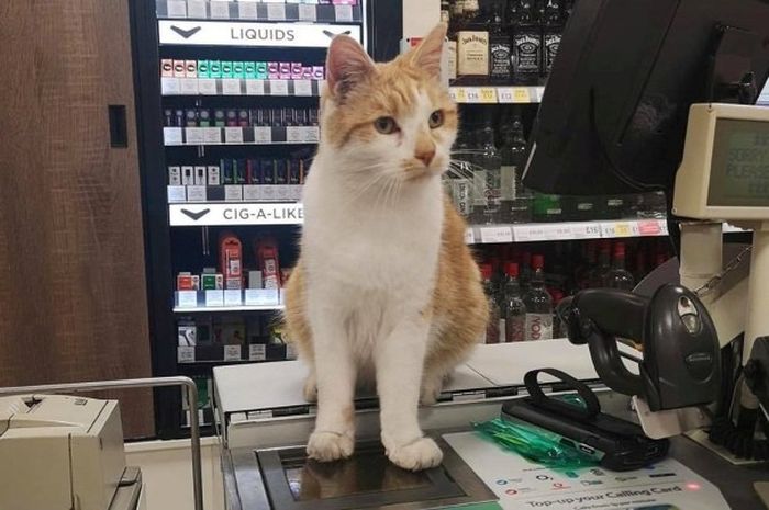 Kumpulan Hewan Hewan Lucu & Unik: Gambar Lucu Kucing Melotot