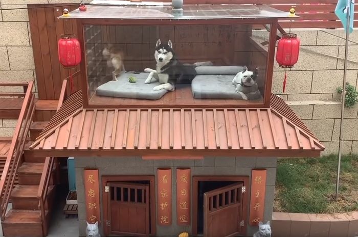 Rumah Mewah Anjing Ini Habiskan Rp 70 Juta Pakai Ac Dan Kolam