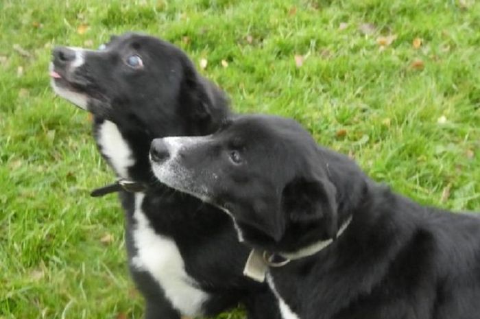 Dua Anjing Yang Ditemukan Di Hutan Dalam Keadaan Terikat