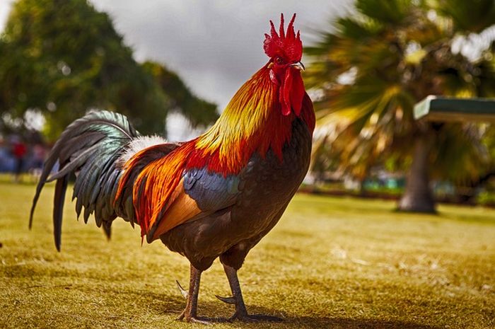 Paling Keren 27 Gambar  Ayam  Jago Hitam Putih